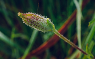 Meadow flowers