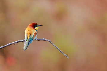 One beautiful European bee-eater perching on a branch in nature background (Gerolsheim Germany) Merops Apiaster