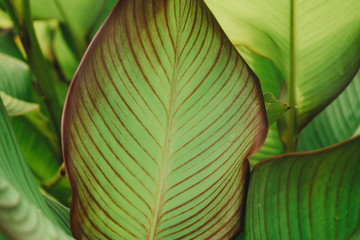 Green tropical leaves Close up. Pattern, texture, background