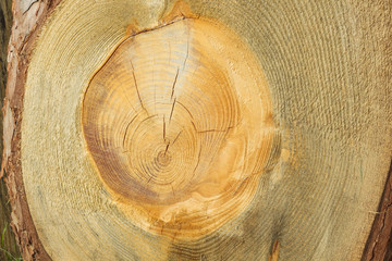 Texture of the cut pine board. Close up