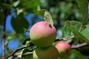 Red apples ripening on the branches of the tree under the sun rays in the garden