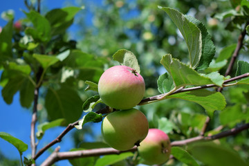 Red apples ripening on the branches of the tree under the sun rays in the garden