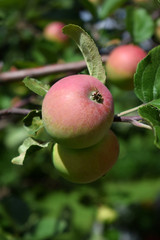 Red apples ripening on the branches of the tree under the sun rays in the garden