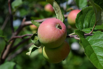 Red apples ripening on the branches of the tree under the sun rays in the garden