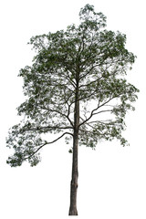 The tree that is completely separated from the background with the delicateness Can be used in many ways Has