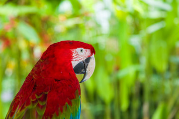 Red and green macaw