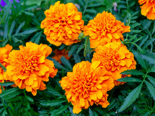 orange daisy flowers Tagetes patula, the French marigold