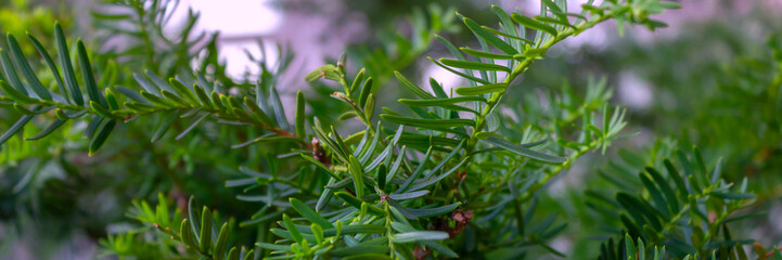 Fototapeta premium panorama of evergreen pine branches