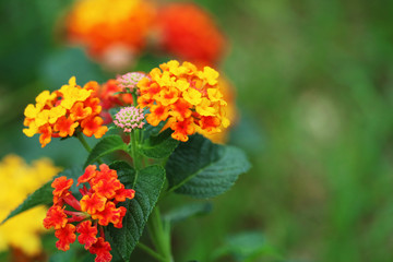 yellow red pink lantana camara flower in garden blooming