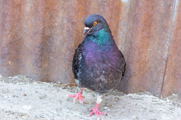 a domestic pigeon with dark plumage 