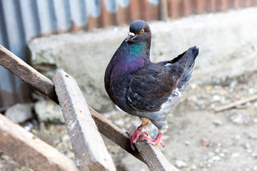 a domestic pigeon with dark plumage 