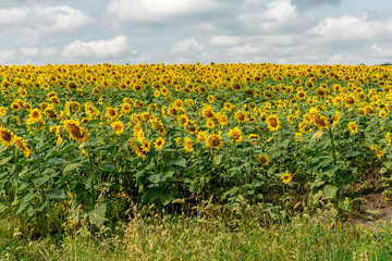  Field of bright yellow sunflowers on a sunny summer day
