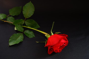 赤い　バラ　薔薇　ばら　一輪　黒バック　黒背景　マクロ　接写