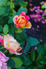 Fototapeta na wymiar Beautiful bud of yellow pink roses with a garden in the village. Summer landscape.