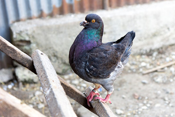 a domestic pigeon with dark plumage 