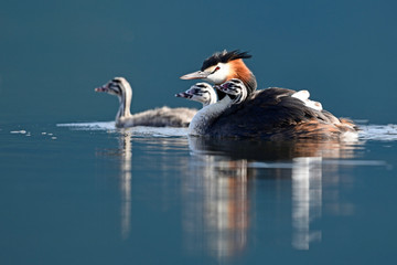Haubentaucher (Podiceps cristatus) mit Jungtieren - Great crested grebe