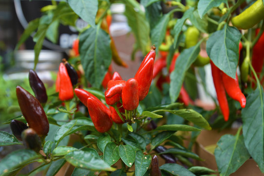 Bunch of 'Capsicum Annuum' small red pepper plants for decoratio purpose