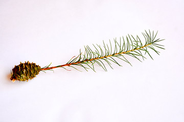 The branch grows from spruce cones	