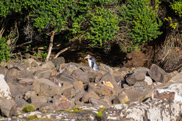 The rare yellow-eyed penguin climbing back to the next along Curio Bay in New Zealand
