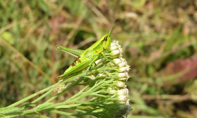 Green grasshopper on yarrow flowers in the field, closeup