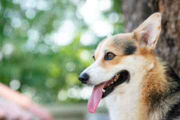close up corgi dog on the grass in summer sunny day