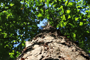 Bottom view of a tall old pine tree in the forest