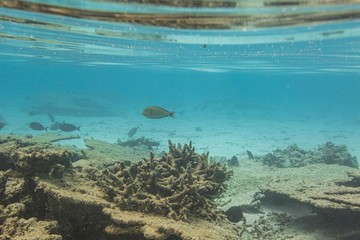 View of cute little fish hiding under coral. Snorkeling. Underwater world of Indian Ocean. Maldives.