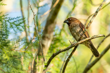 Scaly-Breasted Munia perching on pine tree perch looking into a distance