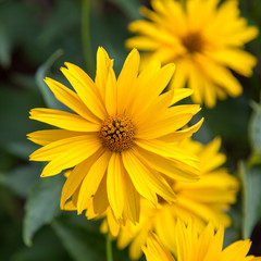 Chamomile yellow on green background in contoured sunlight Selective focus Flowers flora
