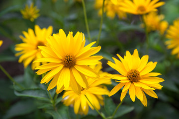 Chamomile yellow on green background in contoured sunlight Selective focus Flowers flora