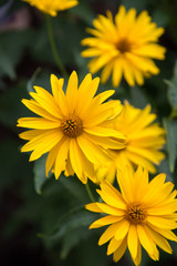 Chamomile yellow on green background in contoured sunlight Selective focus Flowers flora