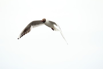 Schwarzkopfmöwe im Flug
