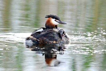 Haubentaucher (Podiceps cristatus) mit Jungtieren - Great crested grebe