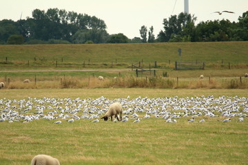 Schaf bei den Möwen