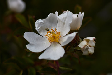 Obraz premium Flower with white petals and yellow pistil.