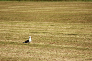 Möwe auf der Wies