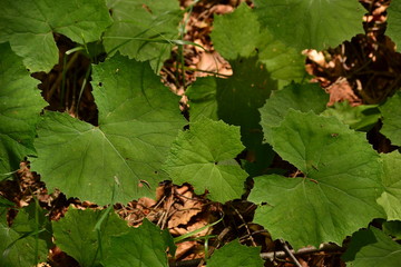 The big leaves of a shape of the shape of heart in the forest