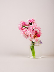 beautiful pink flowers in a bottle on a uniform background. copy space