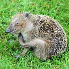Igel beim Entlausen