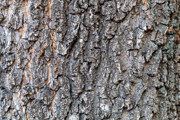 Closeup Tree Bark Texture Background