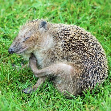 Igel beim Entlausen