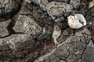 Crack soil on dry season, Global worming effect