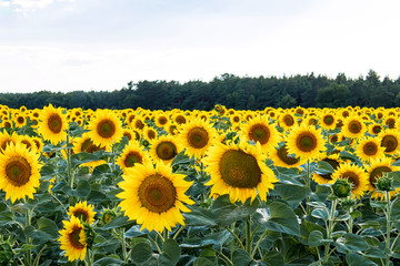 Fototapeta premium Sunflower field in summer agriculture. Yellow sunflowers.