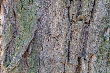 Closeup Tree Bark Texture Background