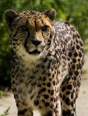Southern Cheetah