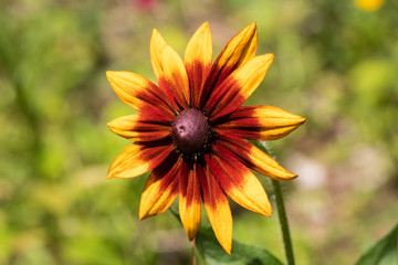 Black Eyed Susan