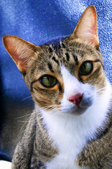 Cat pictures with suspicion