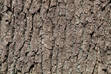 Closeup Tree Bark Texture Background