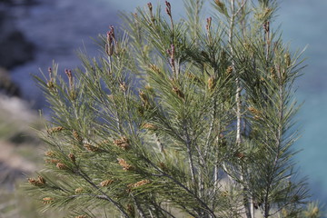 pine tree branch with cones