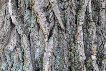 Closeup Tree Bark Texture Background
